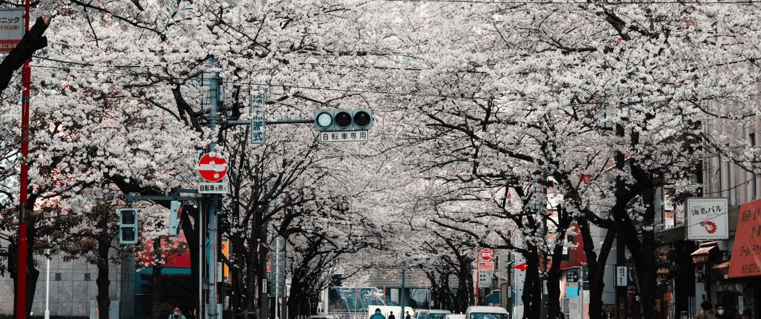 Sakura Trees in Japan
